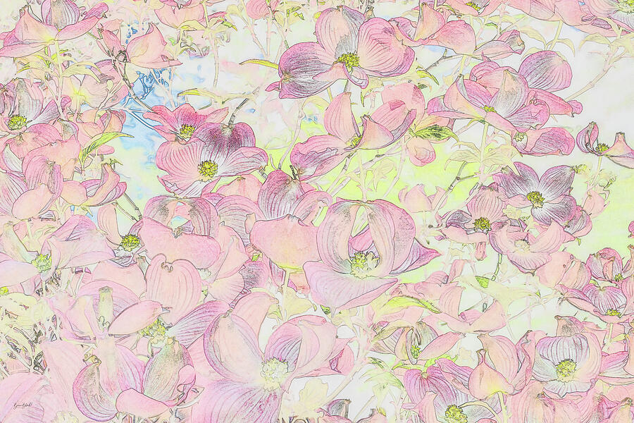 Dogwood tree in Spingtime  Bloom Digital Art by Bruce Block