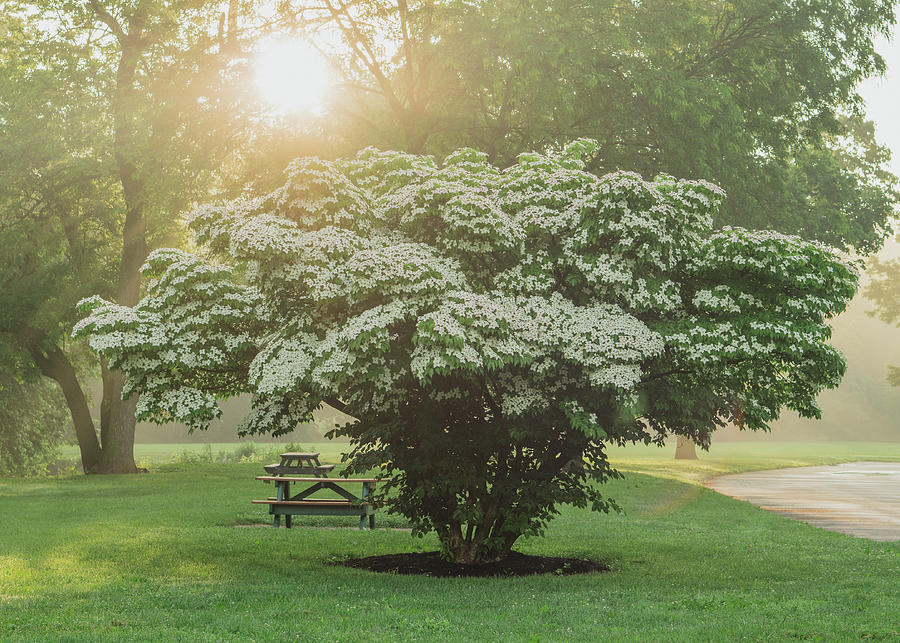 Dogwood Tree on a Bright Sunny Morning Photograph by Jason Fink