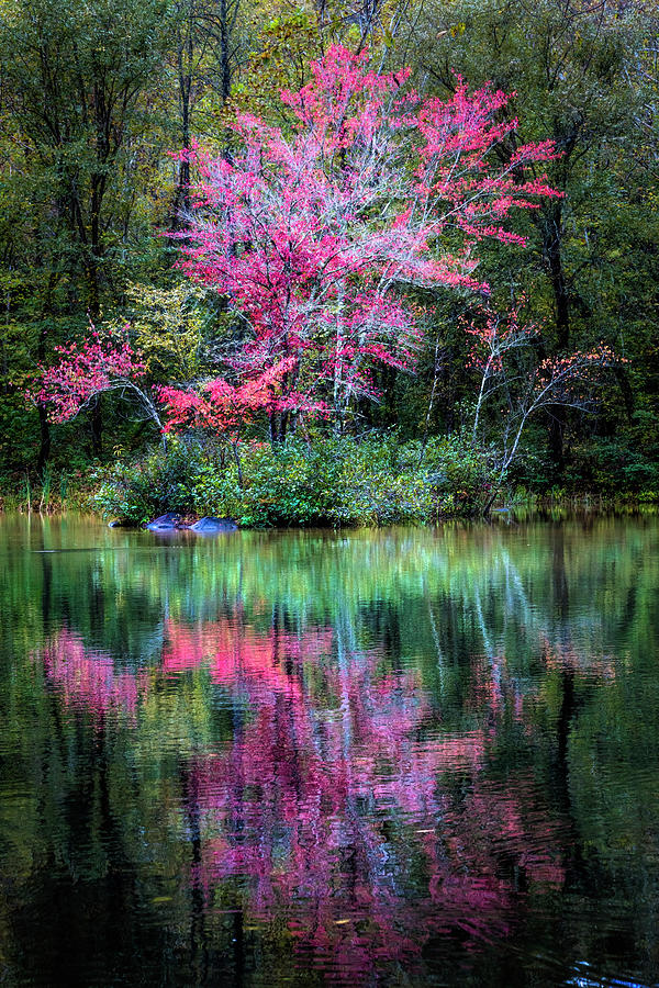 Dogwood Tree on the Rivers Edge Photograph by Debra and Dave Vanderlaan