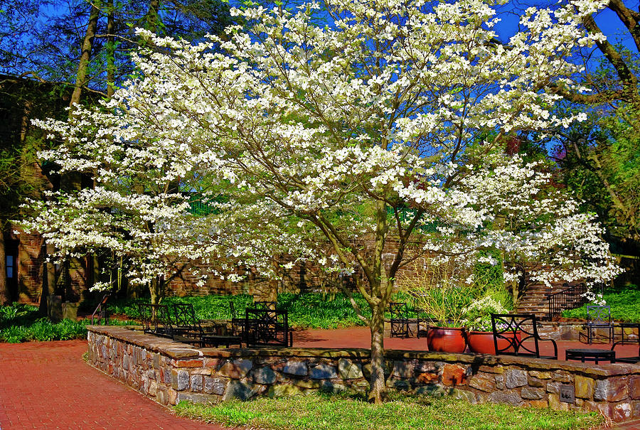 Dogwood Tree Scene Photograph by Sally Weigand