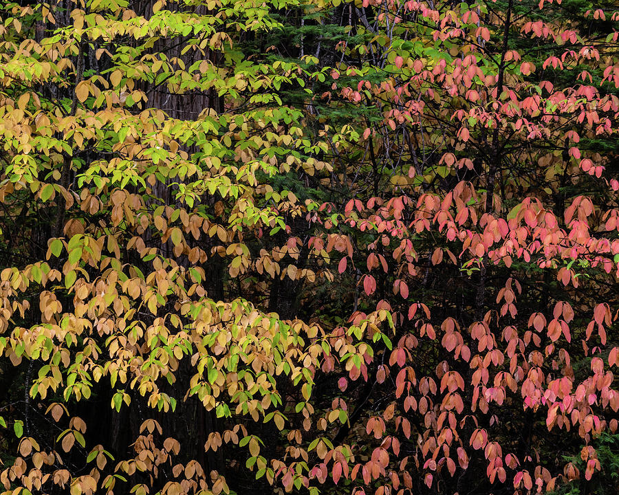 Dogwood Trees Autumn Photograph by Brett Harvey