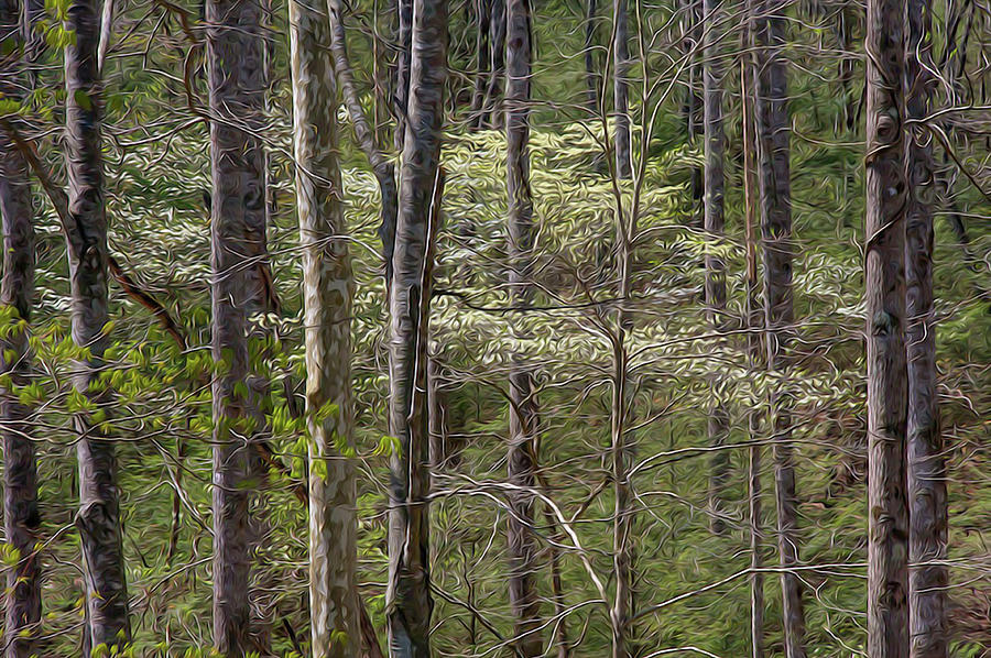 Dogwood Woods 01 OP Photograph by Jim Dollar