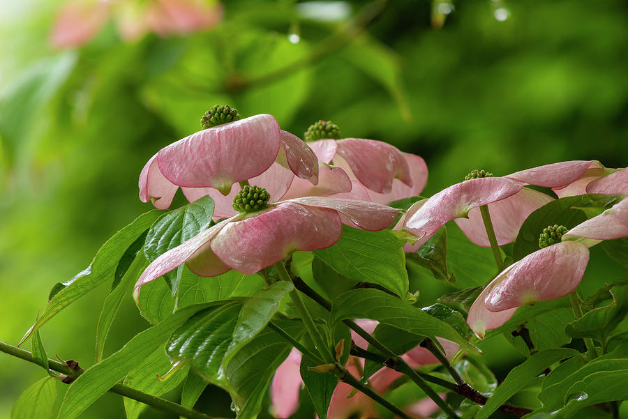 Dogwoods After A Spring Rain Photograph By Denise Harty Fine Art America