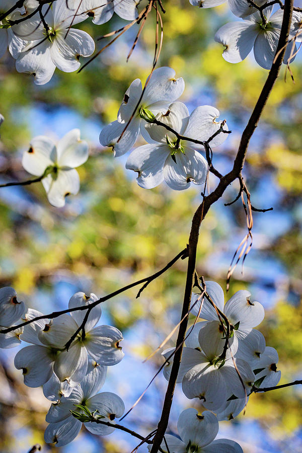 Dogwoods in Spring Photograph by Linda Unger
