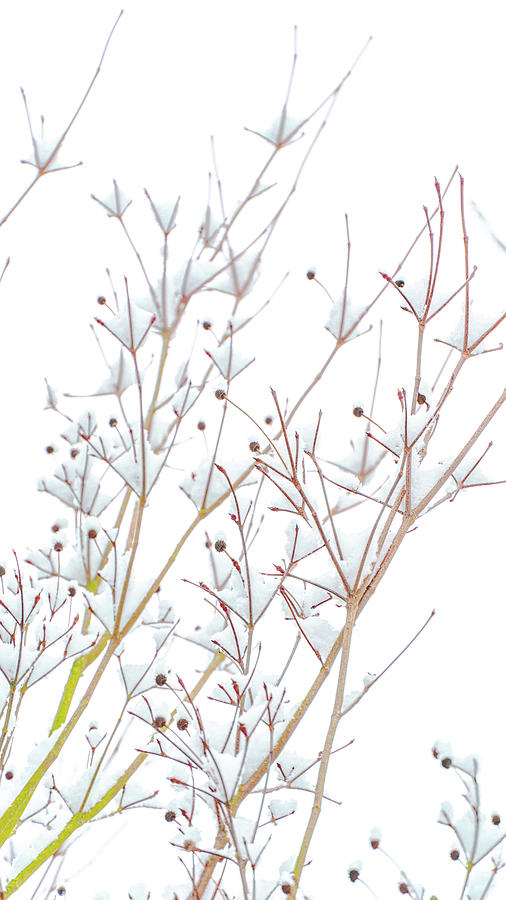 Dogwoods In The Snow Photograph