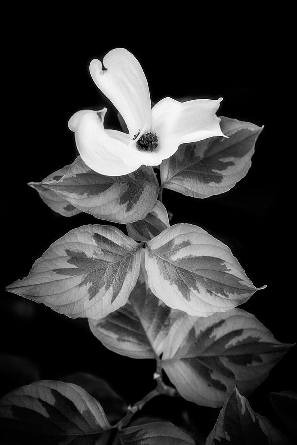 Dogwoods on Black Photograph by Philippe Sainte-Laudy