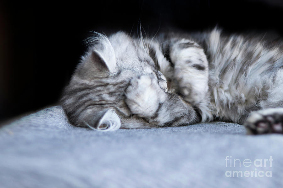 Doh  Kitten Photograph by Terri Waters