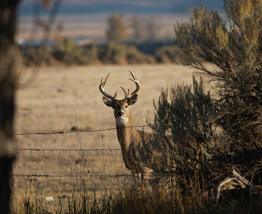 Doing the splits Photograph by Mark Brendemuehl - Fine Art America