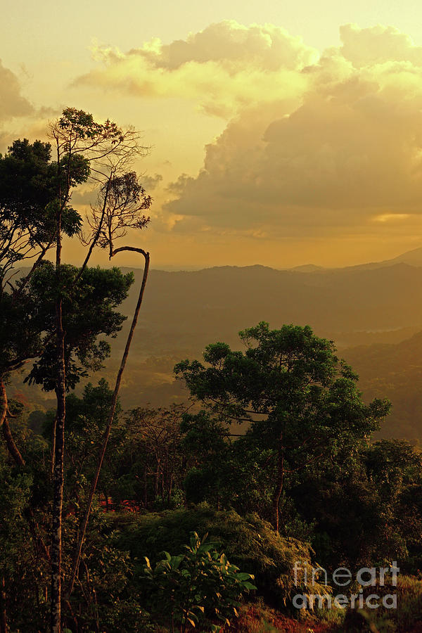 Golden dawn in the cloud forest Comarca de San Blas Panama Photograph by James Brunker