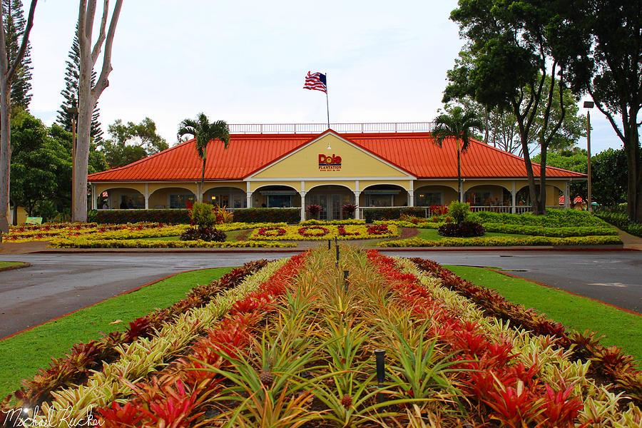 Dole Pineapple Plantation Oahu, Hawaii Photograph By Michael Rucker