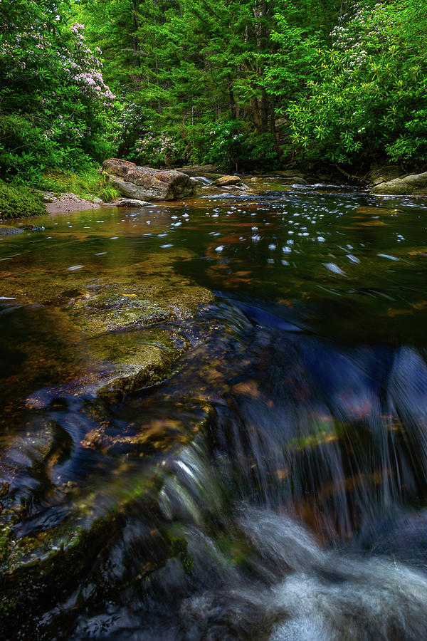 Dolly Sods Stream Photograph by Jason Funk