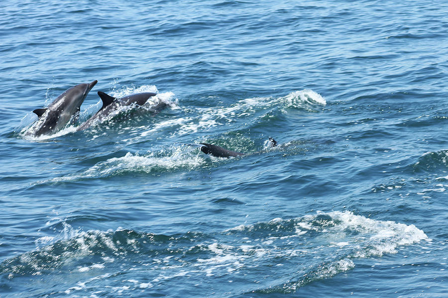 Dolphin 2 Photograph by Robert Hebert