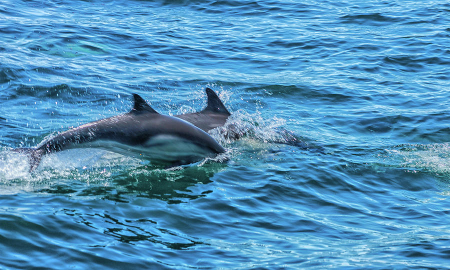 Dolphin 3 Photograph by Robert Hebert