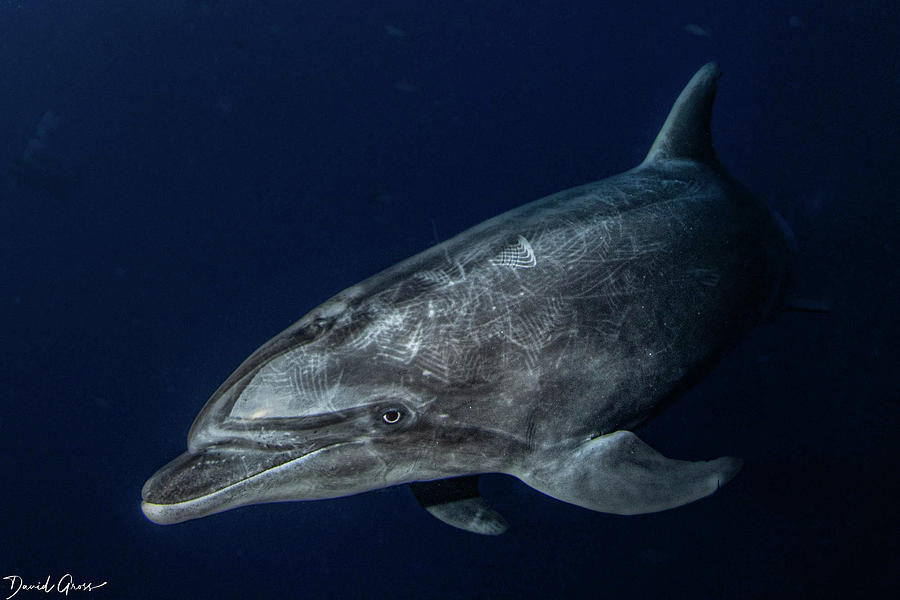 Dolphin at Socorro Photograph by David Gross