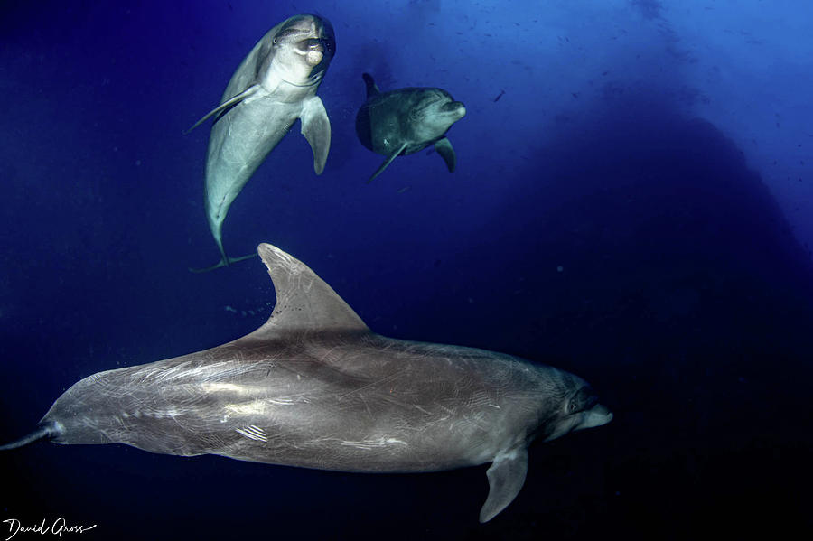 Dolphin at Socorro Islands Photograph by David Gross - Fine Art America