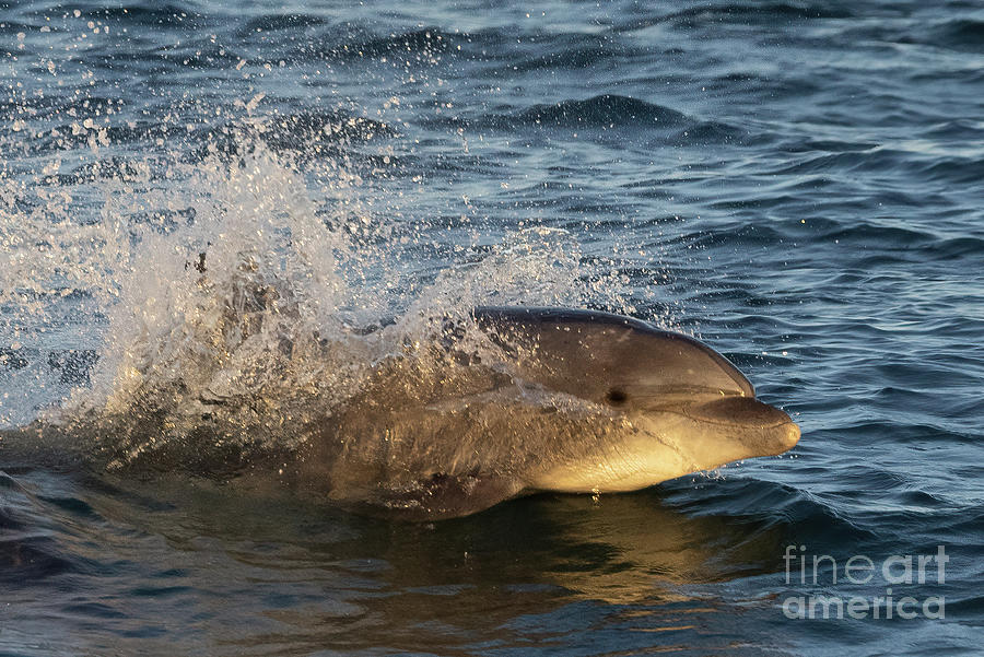 Dolphin at Sunset Photograph by Loriannah Hespe