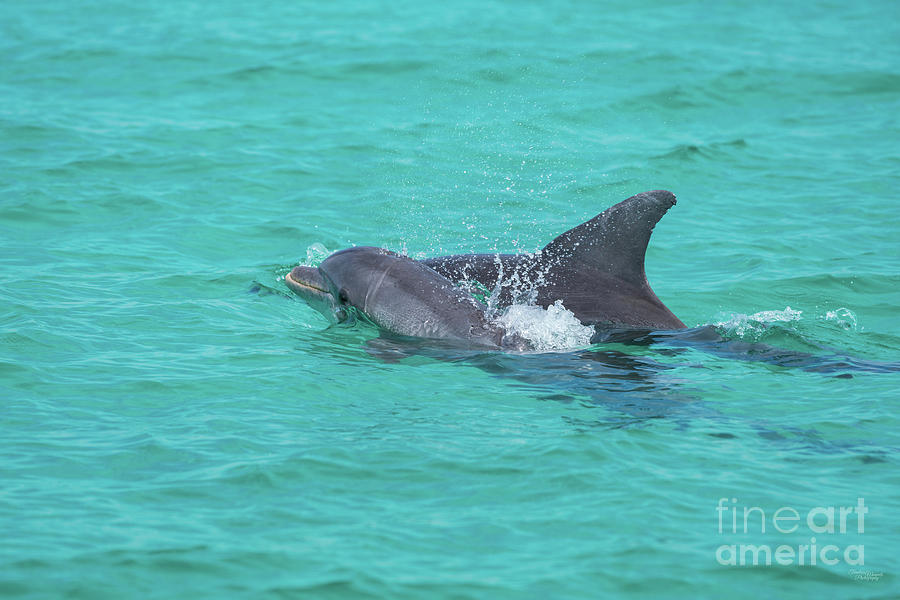 Dolphin Baby And Mom Photograph by Jennifer White