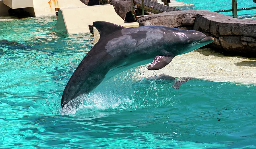 Dolphin close up. Photograph by Mikhail Pogosov - Fine Art America