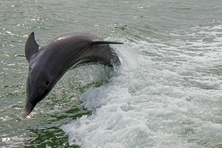 Dolphin Cruise Marco Island - Dolphin Swimming in the Boats Wake on Big Marco River #10 Photograph by Ronald Reid