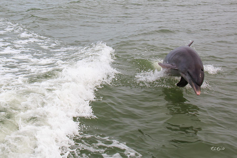 Dolphin Cruise Marco Island - Dolphin Swimming in the Boats Wake on Big Marco River #7 Photograph by Ronald Reid