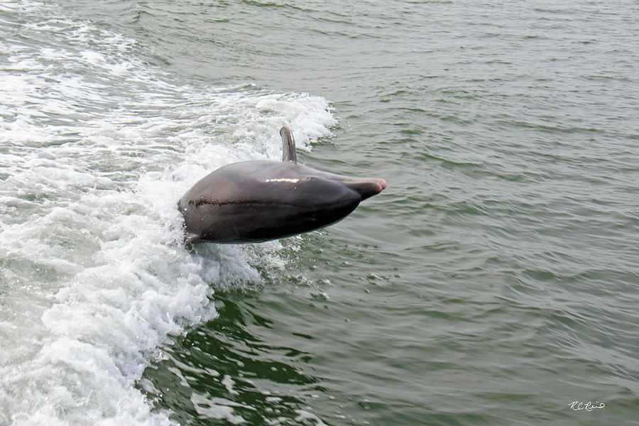 Dolphin Cruise Marco Island - Dolphin Swimming in the Boats Wake on Big Marco River #8 Photograph by Ronald Reid