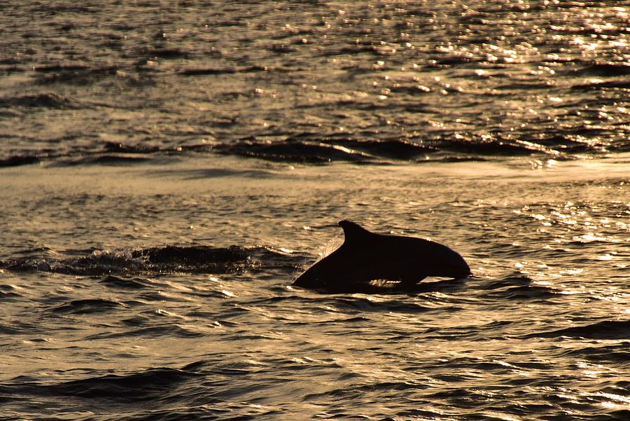 Dolphin Dash Sihouette Photograph