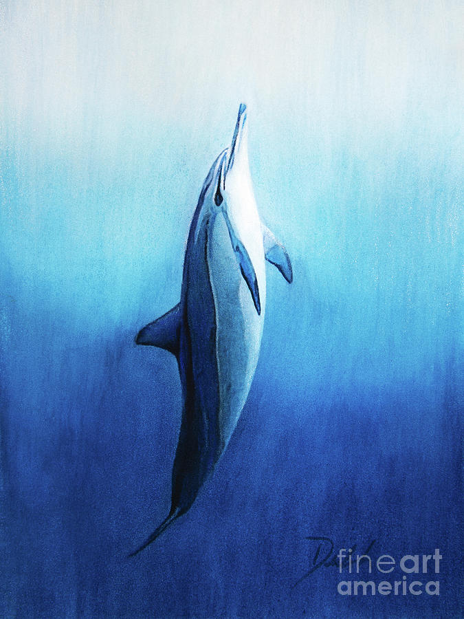 Dolphin Drawing by Denise Deiloh