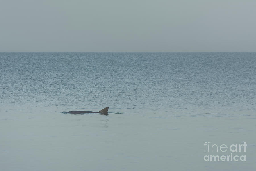 Dolphin Fin 4280 Photograph By Marvin Reinhart Pixels   Dolphin Fin 4280 Marvin Reinhart 