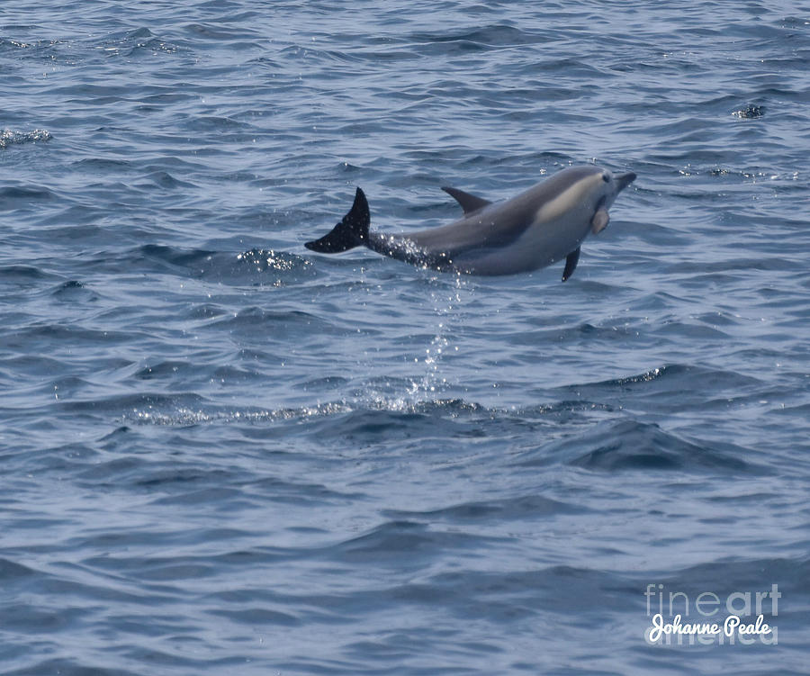 Dolphin Flip Photograph by Johanne Peale