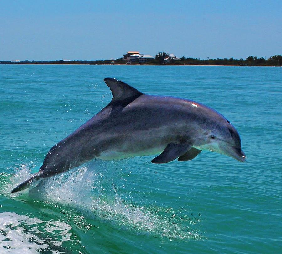 Dolphin Photograph by Gulf Coast Sea Breeze - Fine Art America