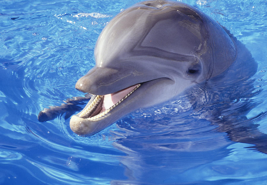 Dolphin in pool, Close-up of head Photograph by Paul Katz