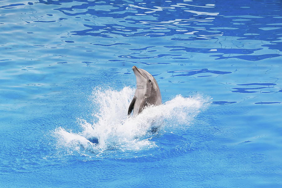 Dolphin in San Diego Zoo Photograph by Alex Nikitsin - Pixels