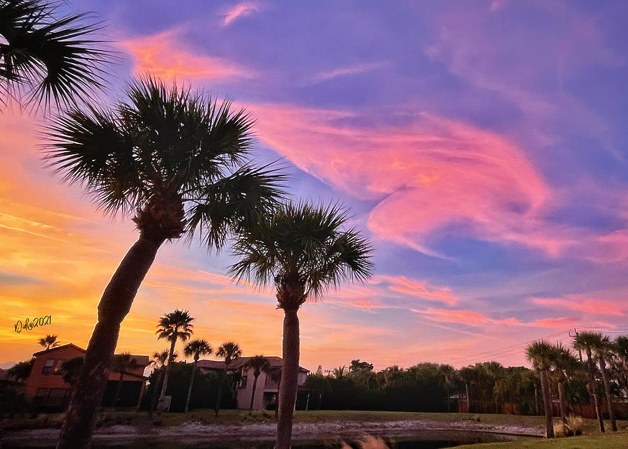 Dolphin in the Sky Photograph by Didi Fisher Weinreb - Fine Art America