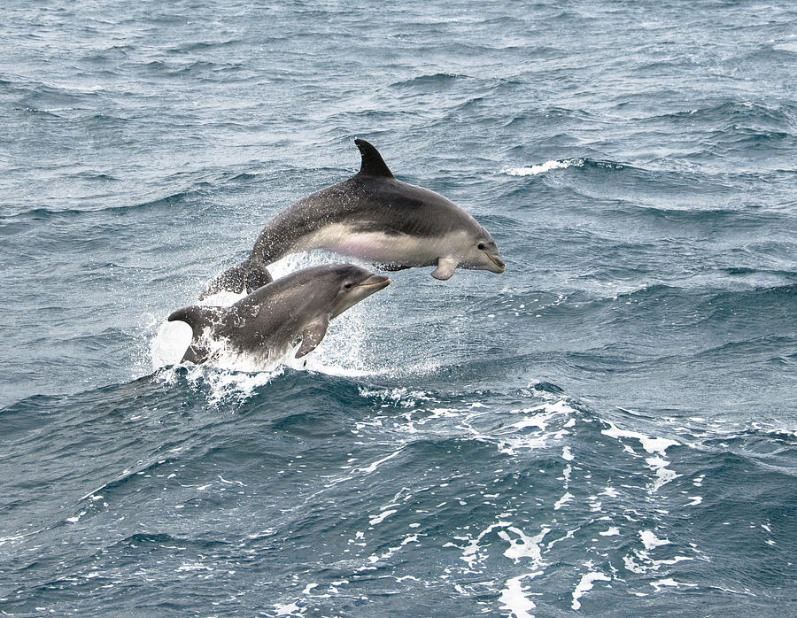 Dolphin Jump Photograph by Georgeclerk