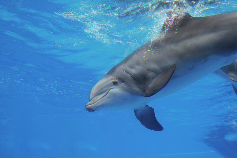 Dolphin Photograph by Masha Batkova