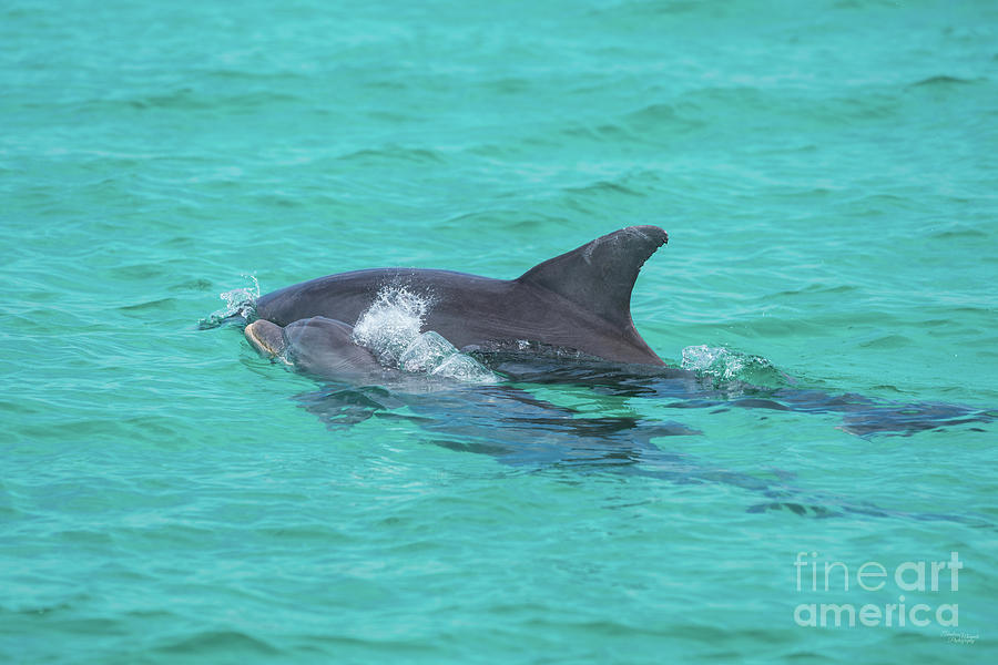 Dolphin Mom And Baby Photograph by Jennifer White
