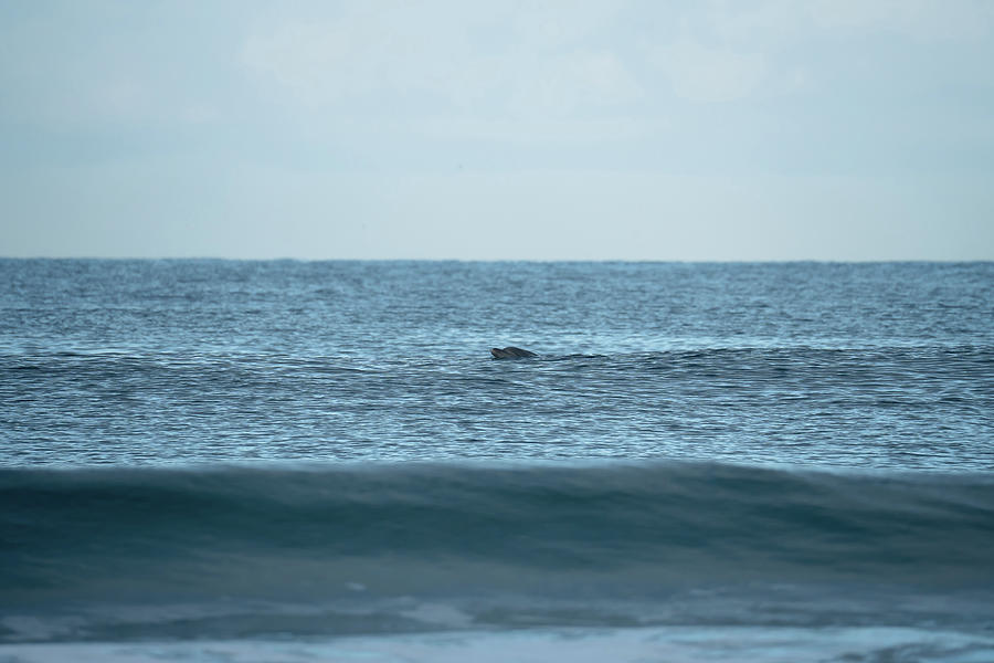 Dolphin Nosing Around Photograph by Nate Collins - Fine Art America