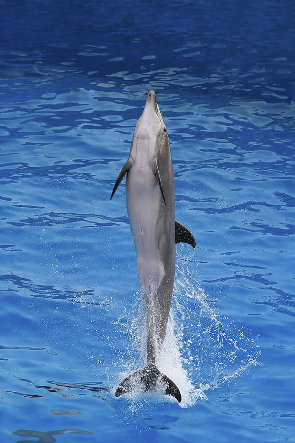 Dolphin out of water Photograph by Alex Nikitsin - Pixels