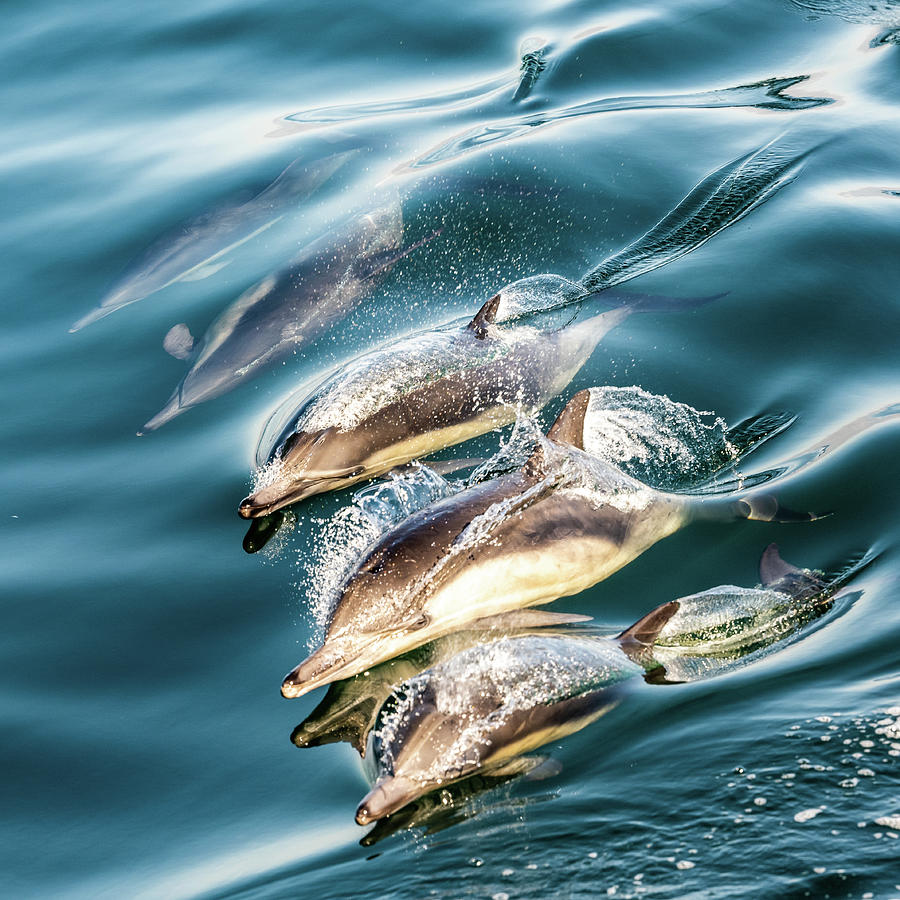 Dolphin Pod Photograph by Kelly VanDellen