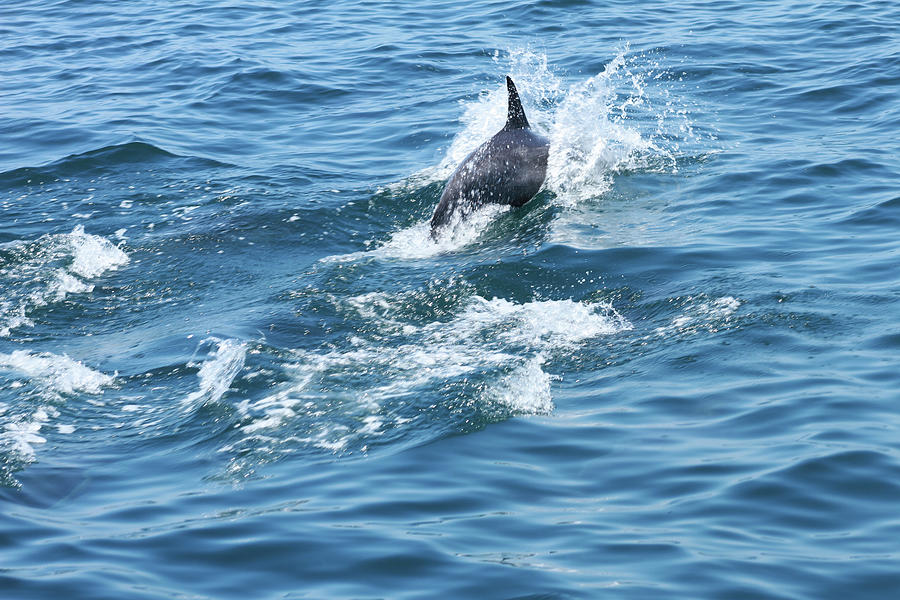 Dolphin Photograph
