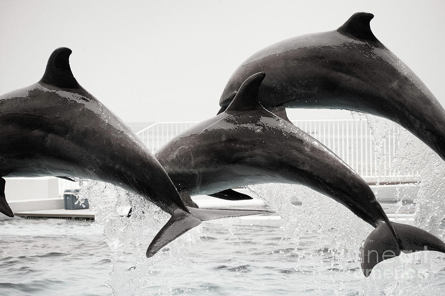 Dolphin Show Photograph by Syuutaro K