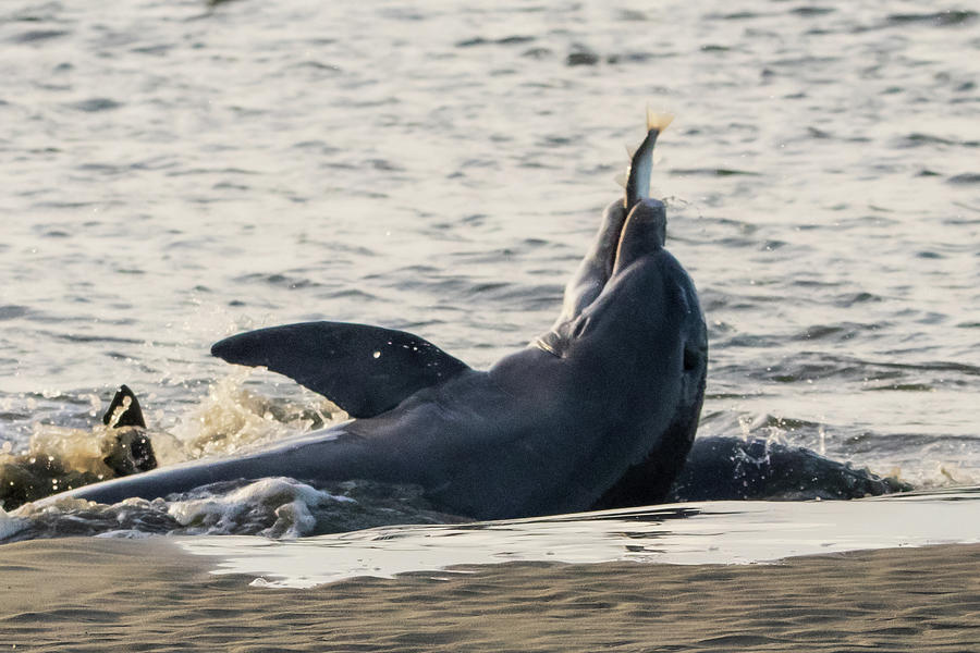 Dolphin Strand Feeding Photograph by Kylie Jeffords