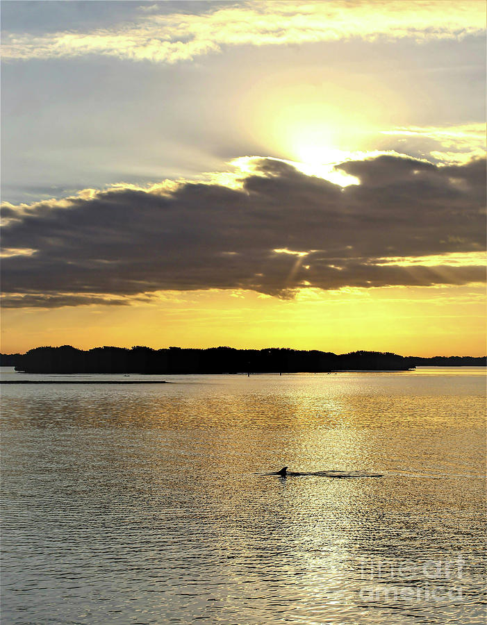 Dolphin Sunrise Photograph by Joanne Carey