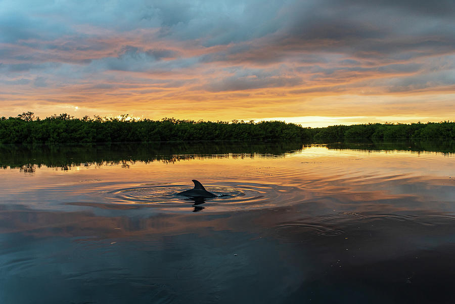 Sunset Photograph - Dolphin Sunset by Edward Saternus