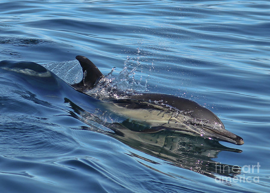 Dolphin Surfing in Boat Wake Calm Waters Photograph by Stephanie Laird