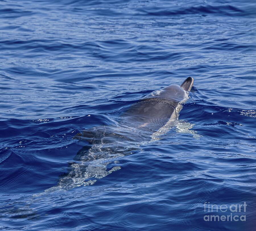 Nature Photograph - Dolphin Swimming by HG Photo
