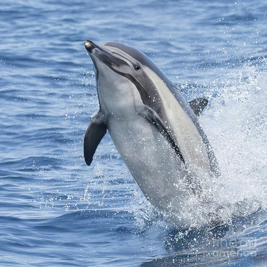 Dolphin Tale Rider Photograph by Loriannah Hespe