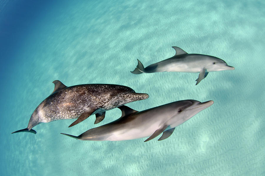 Dolphin Trio Photograph by Tanya G Burnett