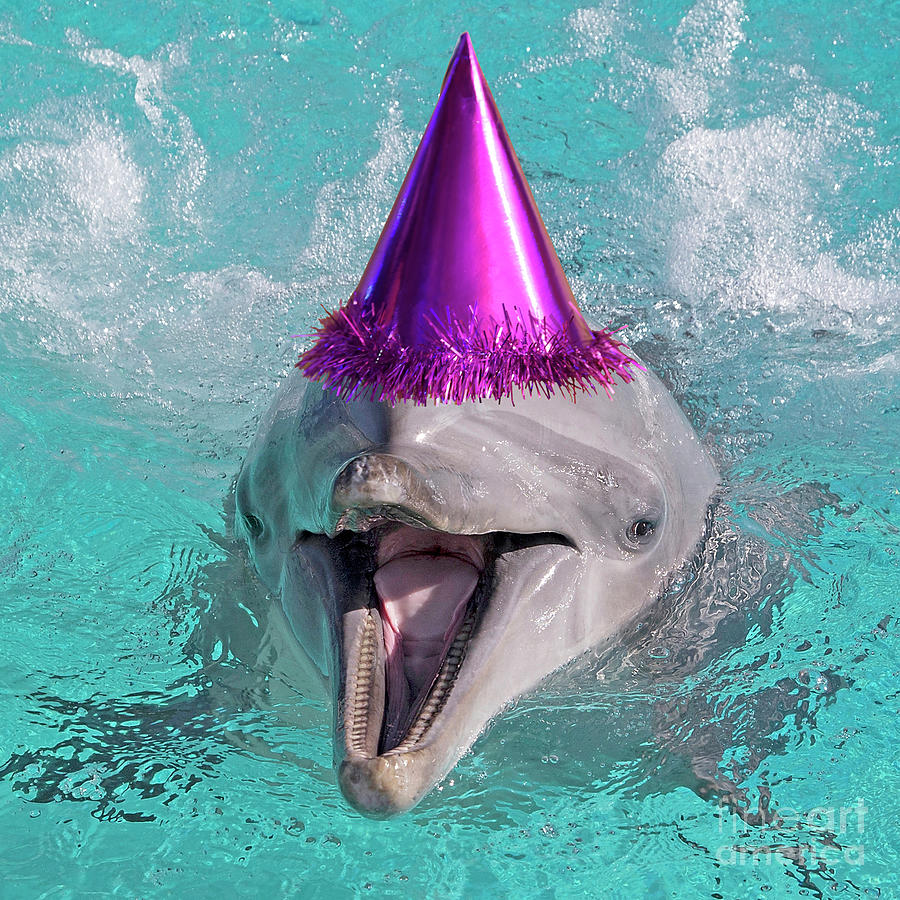 dolphin-wearing-a-purple-party-hat-ardea.jpg