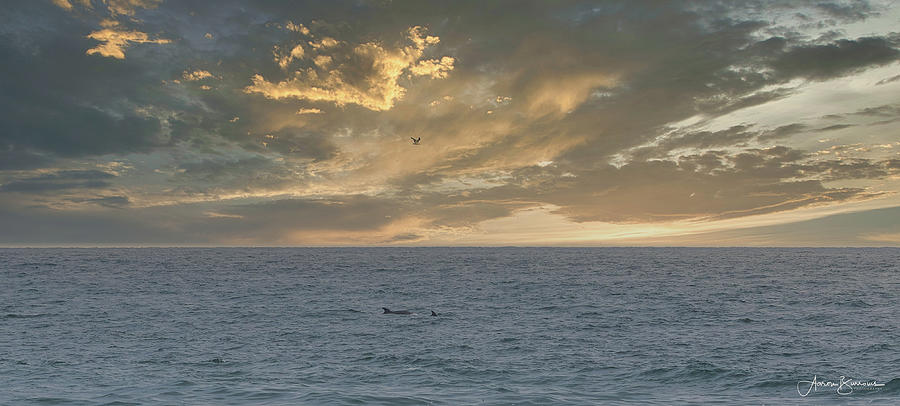 Dolphins and Gull Photograph by Aaron Burrows